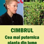 Potrivit dr. Daniela Bușneag, cimbrul este cea mai puternică plantă din lume.