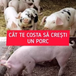 Am făcut calculul! Câți lei costă să crești UN PORC în România