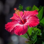 Hibiscus – Planta care aduce sănătate și răsfăț