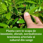 Frunzele de dafin – un dar natural cu multiple beneficii pentru sănătate