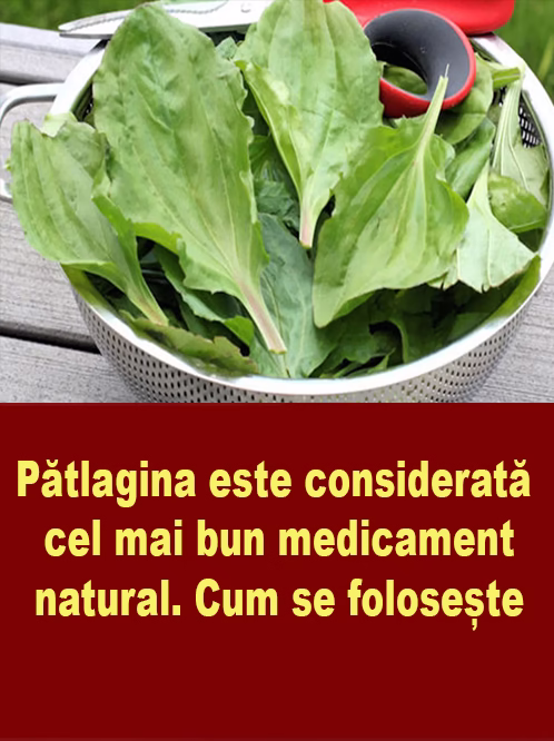 Patlagina – „Iarba Sfântului Anton”, cel mai bun medicament natural și beneficiile sale terapeutice