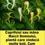 Caprifoiul (Mana Maicii Domnului) – Planta cu proprietăți vindecătoare remarcabile. Cum o folosești pentru o sănătate de fier