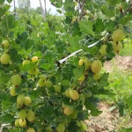 Fructul plin de antioxidanti, care are de 20 de ori mai multă vitamina C decât lămâia, se găsește și în România