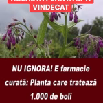 NU IGNORA! E farmacie curată: Planta care tratează 1.000 de boli și crește în România! Cum se folosește