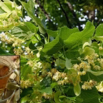 Ceaiul de tei – remediul natural aromat, dulce și liniștitor