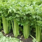 ACEASTA PLANTE CURĂȚĂ PIELEA, SÂNGELE, RINICHII, FICATUL ȘI ALTELE…