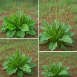 Dacă observi această plantă, stai pe o comoară ascunsă