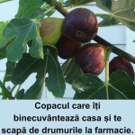 „Copacul care îți binecuvântează casa și te scapă de drumurile la farmacie. Află de ce trebuie neapărat să îl plantezi în grădină”