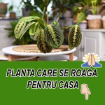 Planta care se roaga. De ce este bine sa o ai la tine in casa
