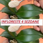 Dacă îți îngrijești orhideea astfel, va înflori pe parcursul a patru sezoane