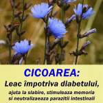 Cicoarea: O Minune a Naturii cu Beneficii Vaste pentru Sănătate și Bucurie