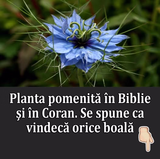 Planta mentionata in Biblie si Coran despre care se spune ca vindeca orice boala. E bine sa o ai in gradina, daca stai la casa