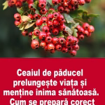 Ceaiul care prelungește viața și menține inima sănătoasă. E bine sa-l ai in casa