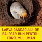 Larva Gândacului De Bălegar, Autorizată Ca Hrană În Europa