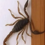 Scorpioni: semnificație și sfaturi de prevenție