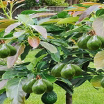Cum să crești un pom de avocado din sâmbure – ghid complet pas cu pas pentru acasă