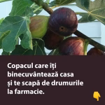 Copacul care îți binecuvântează casa și te scapă de drumurile la farmacie. Află de ce trebuie neapărat să îl plantezi în grădină