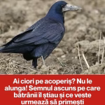 Articol