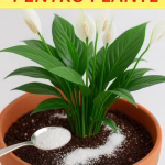 Sfaturi esențiale pentru a avea mereu plante sănătoase și frumoase