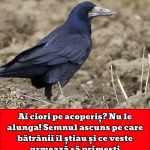 Ai ciori pe acoperiș? Nu le alunga! Semnul ascuns pe care bătrânii îl știau și ce veste urmează să primești
