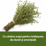 Cimbru vindecă complet reumatismul Scapi pentru totdeauna de dureri și amorțeală