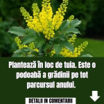De ce să alegi Mahonia în locul tuiei