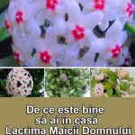 De ce este bine să ai în casă Lacrima Maicii Domnului floarea care produce mir. Puterile speciale pe care le are această plantă