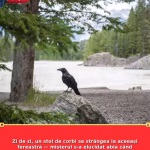 Zi de zi, un stol de corbi se strângea la aceeași fereastră — misterul s-a elucidat abia când locatarii au avut curajul să intre înăuntru