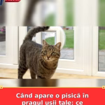 Când apare o pisică în pragul ușii tale: ce înseamnă