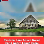 Pasărea Care Aduce Noroc Când Apare Lângă Casă. Puțini știu Ce înseamnă