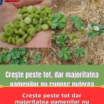 Crește peste tot dar majoritatea oamenilor nu cunosc puterea acestei plante