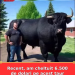 Recent, am cheltuit 6.500 de dolari pe acest taur Black Angus înregistra