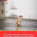 Povestea emoționantă a câinelui de pe drumul uitat – mesajul care a atins inimile tuturor celor care au trecut pe lângă el