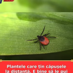 Plantele care țin căpușele la distanță. E bine să le pui în curte sau grădină
