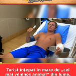 Turist înțepat în mare de „cel mai veninos animal” din lume, care poate ucide în 5 minute