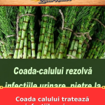 Coada calului tratează infecțiile urinare