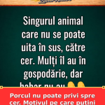Porcul nu poate privi spre cer. Motivul pe care puțini îl știu