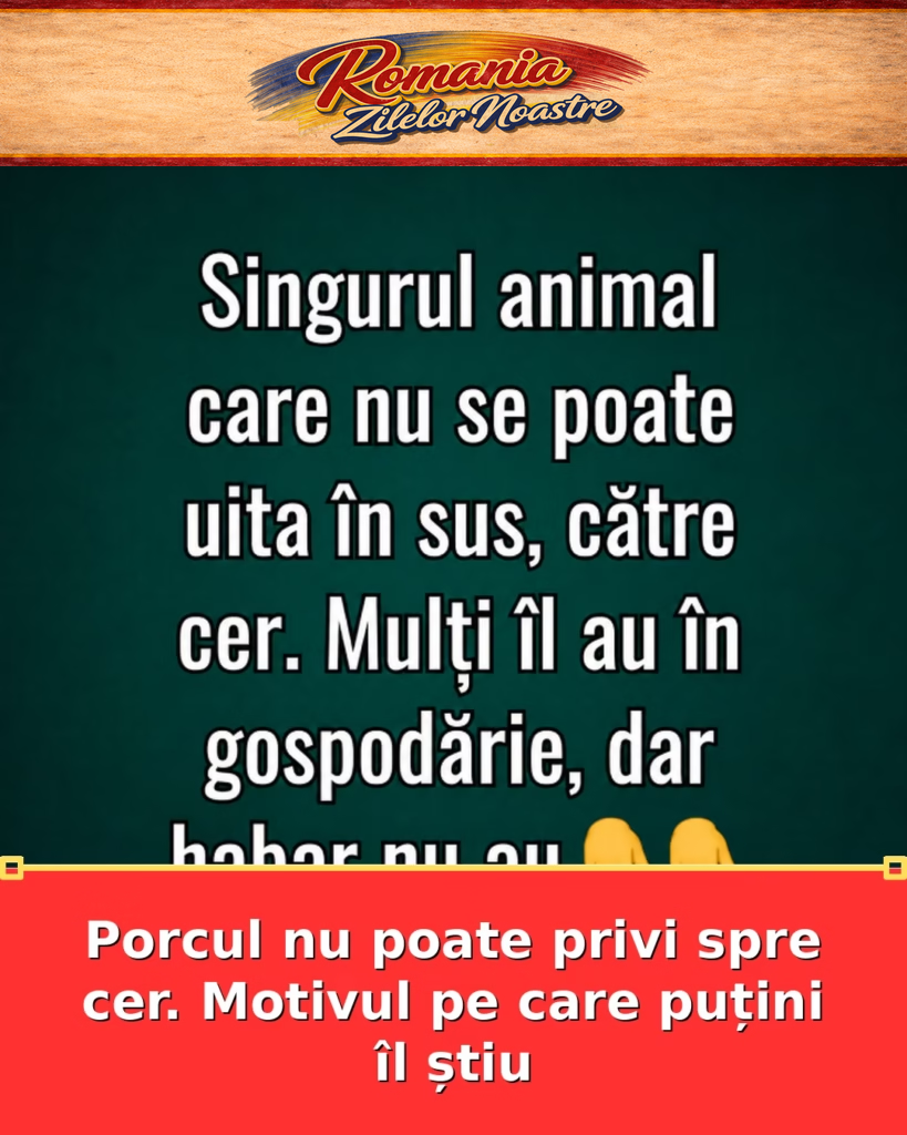 Porcul nu poate privi spre cer. Motivul pe care puțini îl știu