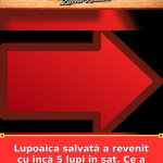 Lupoaica salvată a revenit cu încă 5 lupi în sat. Ce a urmat