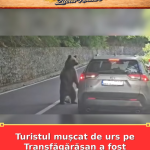 Turistul mușcat de urs pe Transfăgărășan a fost amendat. De ce