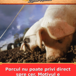 Porcul nu poate privi direct spre cer. Motivul e surprinzător