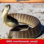 OMS avertizează: șerpii veninoși ajung tot mai aproape de orașe