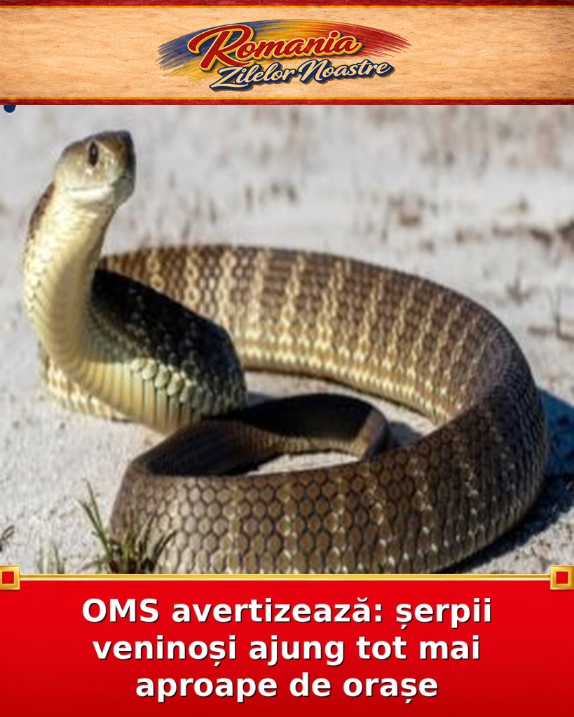 OMS avertizează: șerpii veninoși ajung tot mai aproape de orașe