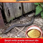 Șerpii evită aceste mirosuri din jurul casei. Ce funcționează cu adevărat