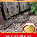 mirosuri care pot ține șerpii departe de casă