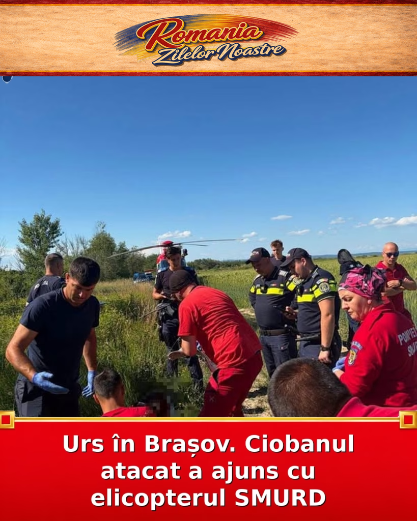 Urs în Brașov. Ciobanul atacat a ajuns cu elicopterul SMURD