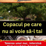 Taierea unui nuc, interzisă fără aprobări. Amenda ajunge la 10.000 lei