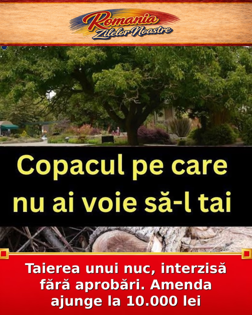 Taierea unui nuc, interzisă fără aprobări. Amenda ajunge la 10.000 lei