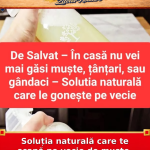 Soluția naturală care te scapă pe vecie de muște, țânțari și gândaci din casă