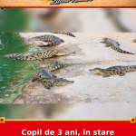 Copil de 3 ani, în stare critică după atacul de la zoo